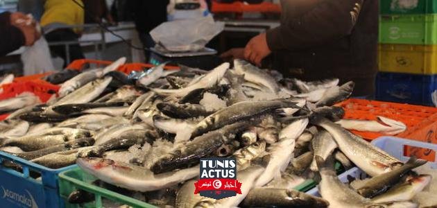 الصيد البحري في تونس - موضوع-29-الاخباري