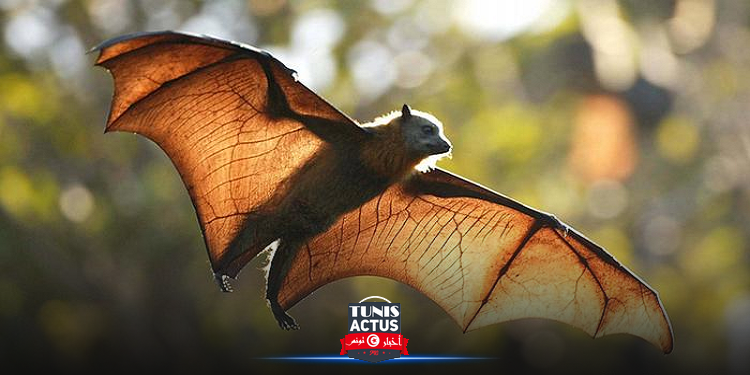 يبقى 45 يوما في الجسم دون أعراض..تحذيرات جديدة من فيروس ''نيباه'' الفتّاك