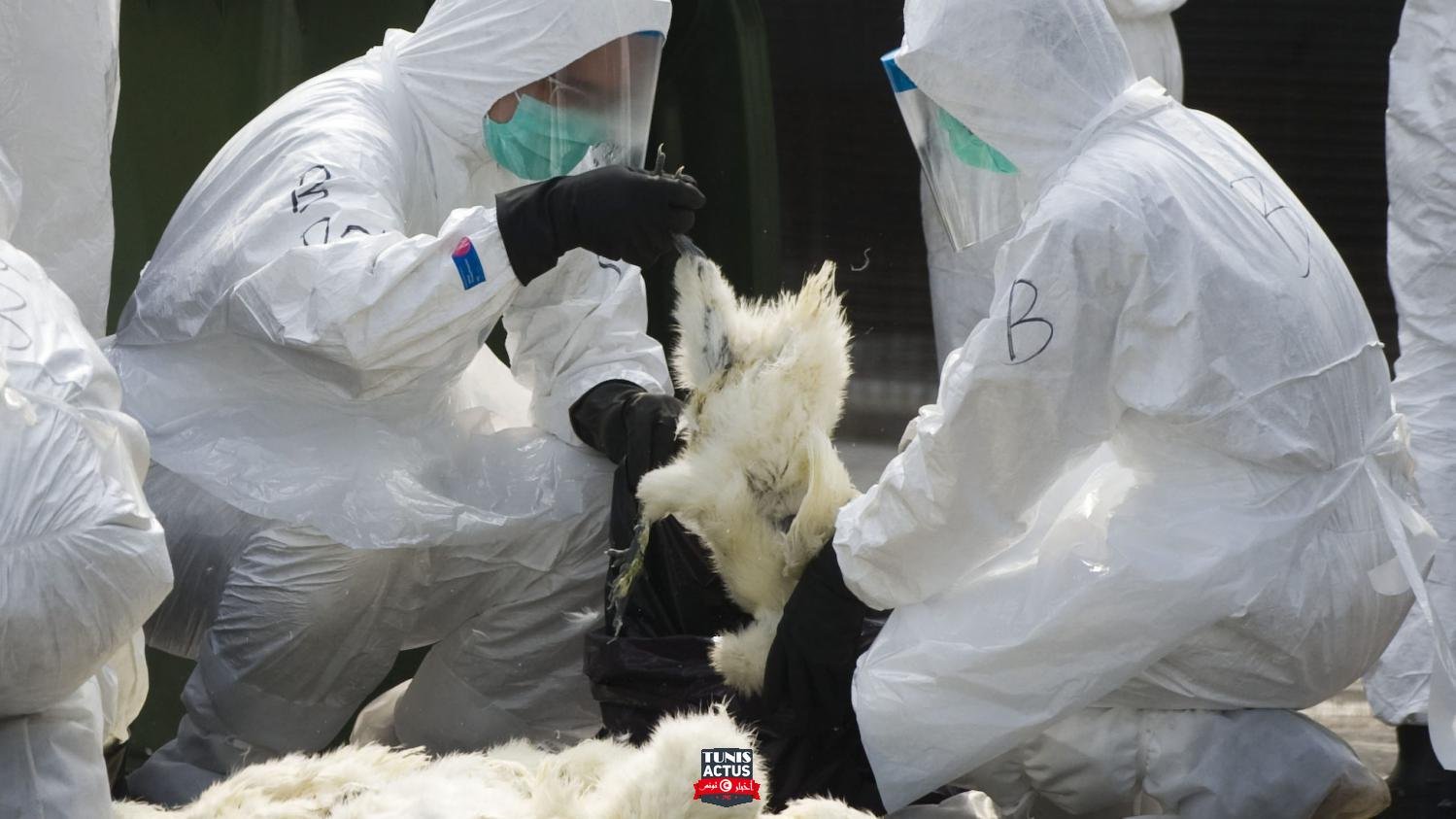 موريتانيا تمنع استيراد الدجاج من الجزائر – الشروق أونلاين