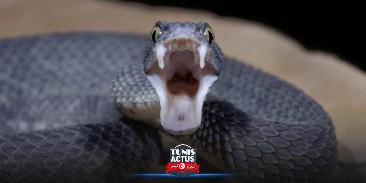 دراسة : الإنسان مثل الأفعى ولعابه قد يتحوّل إلى سمّ !