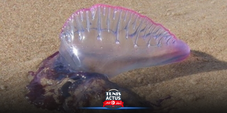 الحريقة السامة في شواطئ بنزرت