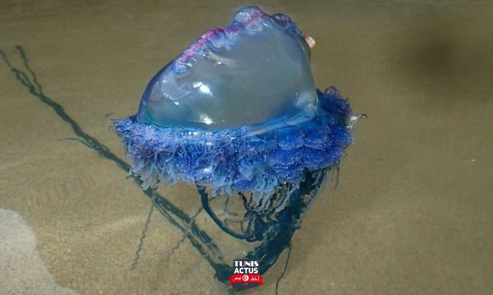 بنزرت: ظهور قنديل بحر من نوعية « فيساليا فيساليس » بشاطئ سيدي مشرق من معتمدية سجنان