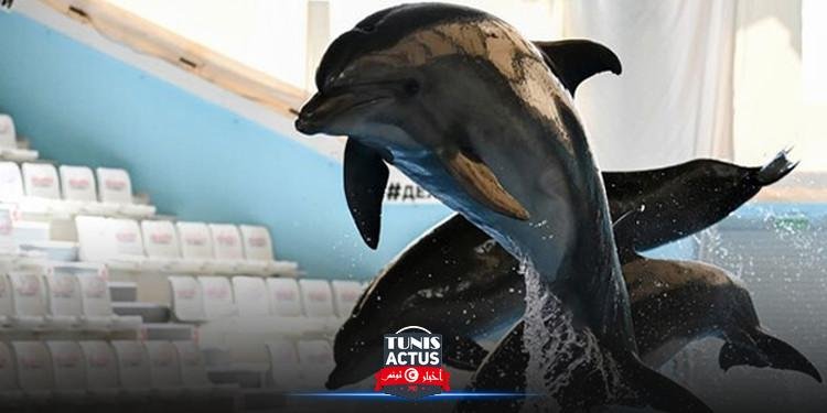 قضيّة ضدّ رجل أعمال صدّر اثنين من دلافين البحر الأسود بشكل غير قانوني