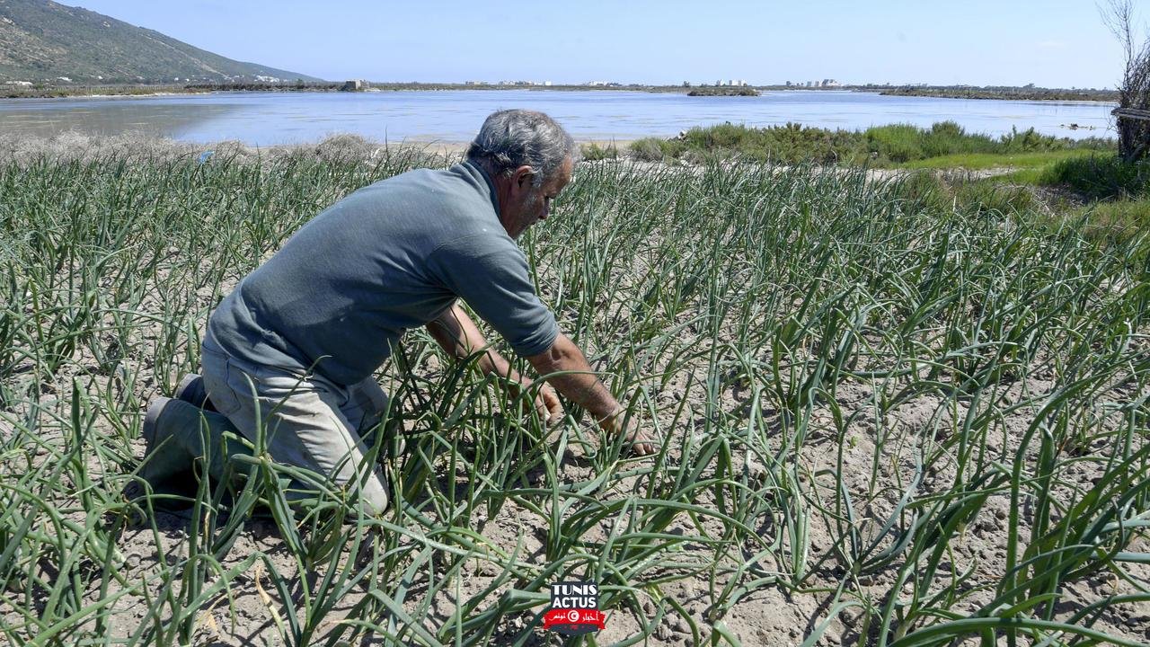 نظام زراعي فريد في العالم: البحر يسقي الخضروات إزاء شح المياه في تونس