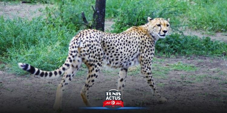 الصين: 3 فهود هاربة من حديقة حيوانات تتجول في الشوارع