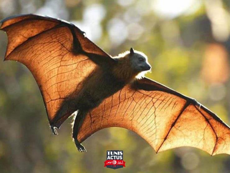 الخفافيش.. الصحة العالمية تكشف نتائج التحقيق في "ووهان" منبع كورونا