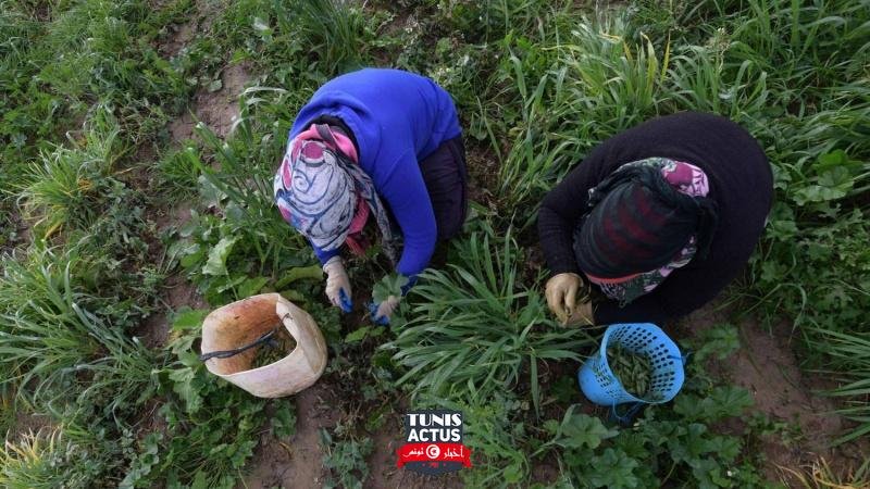 الزراعة في تونس تبدأ ثورتها الرقمية |