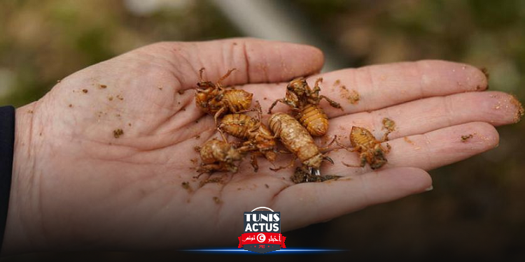 علماء يتوقعون قرب خروج الملايين من حشرات الزيز من باطن الأرض