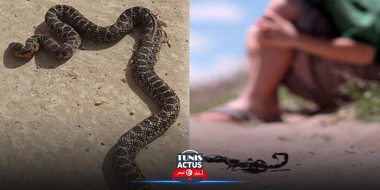 توصيات وزارة الصحة للتوقي من لدغة العقارب والثعابين