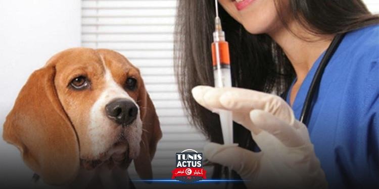 بنزرت: وفاة 3 أشخاص بداء الكلب خلال السنة الجارية