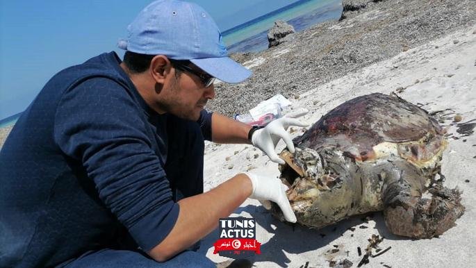 تونس: خوف على السلاحف البحرية